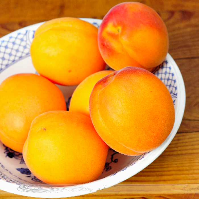 canned apricots havles