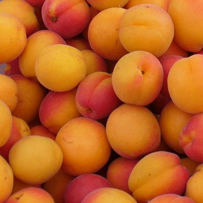 3000g canned apricots havles