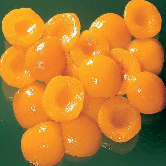 canned apricots factory