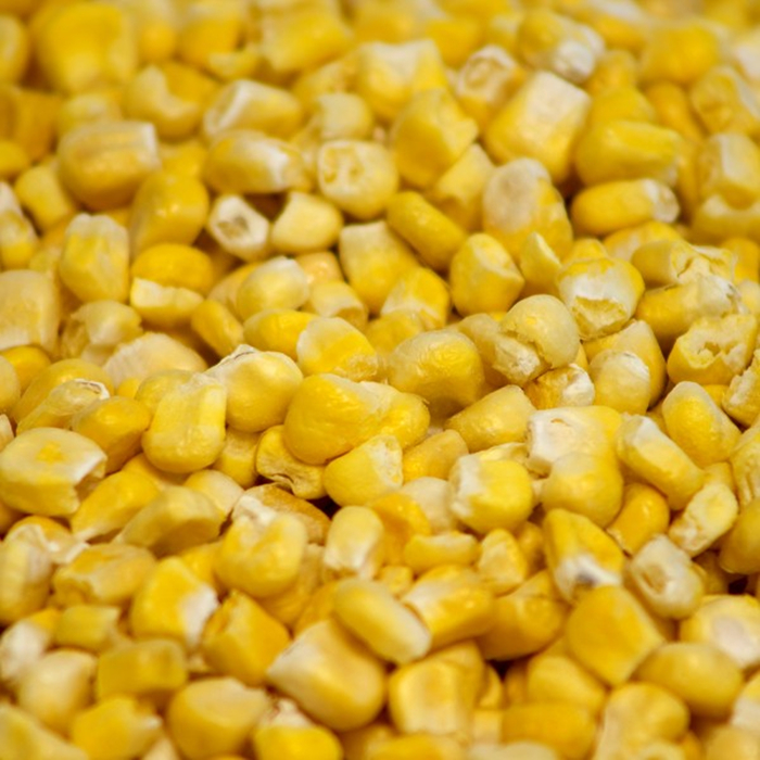 dried corn